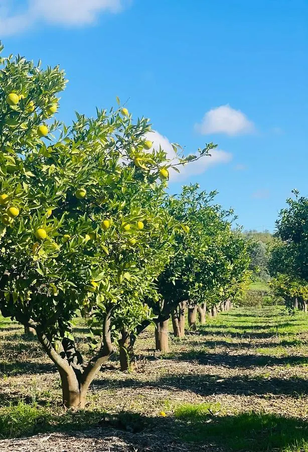 Quinta Da Boa Sorte Estoi Portugal